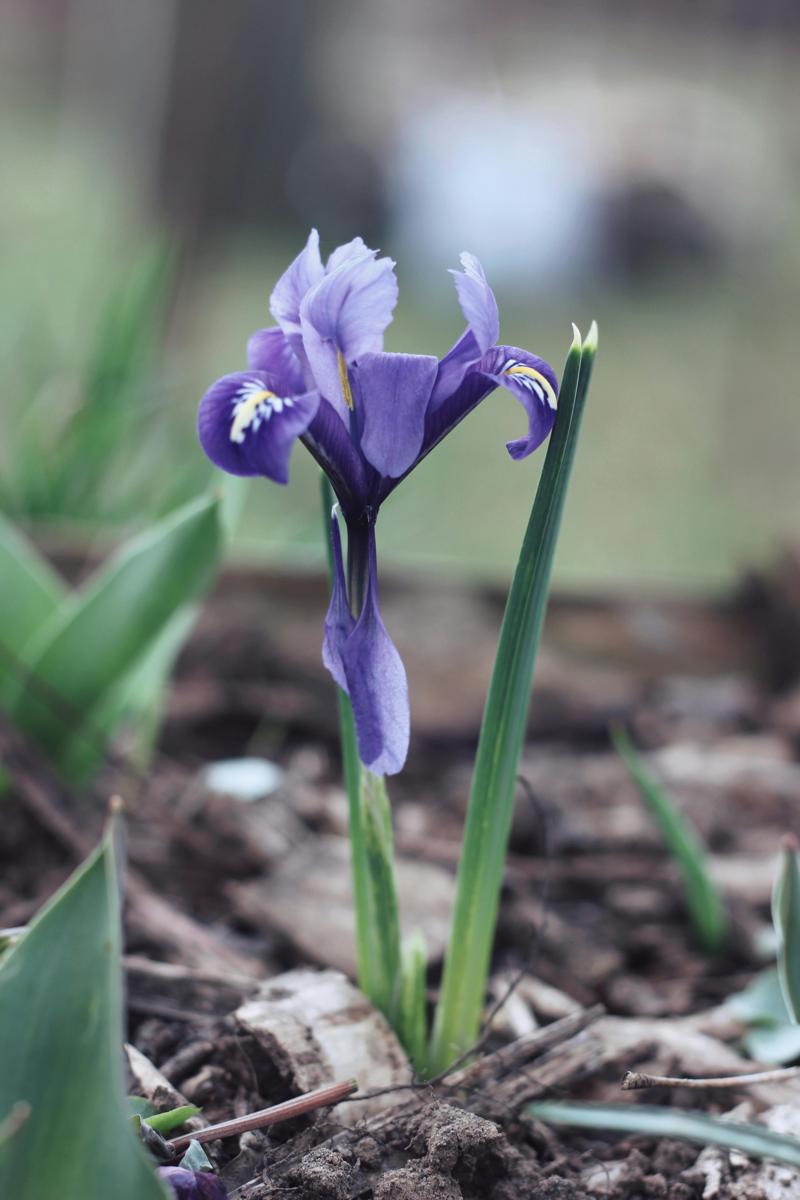 iris garden