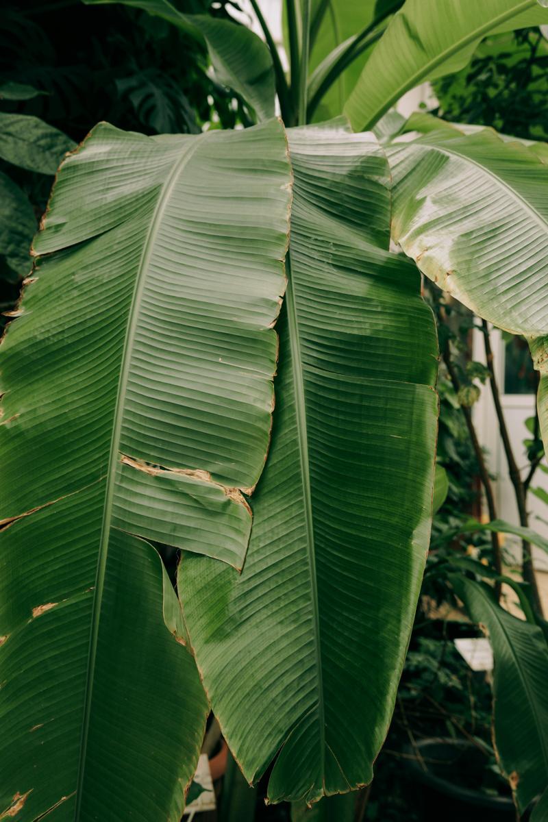 tropical garden