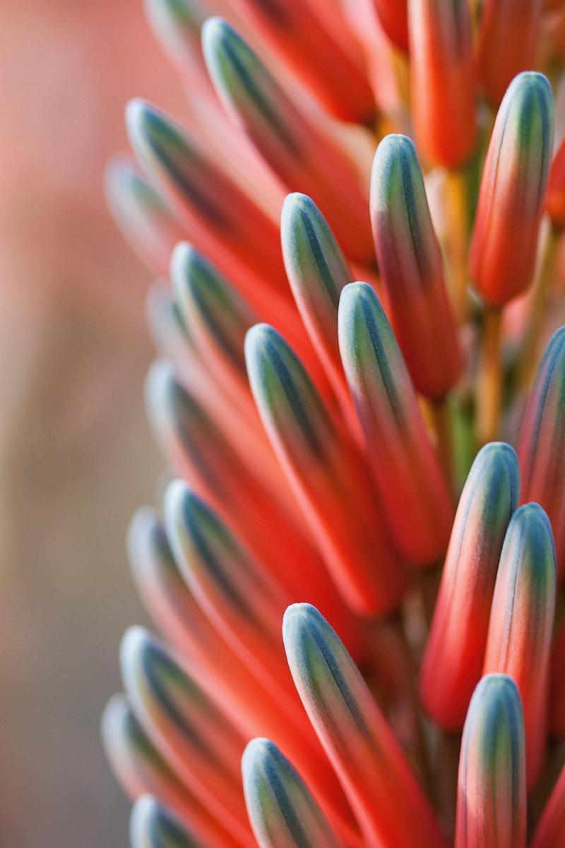 tropical garden